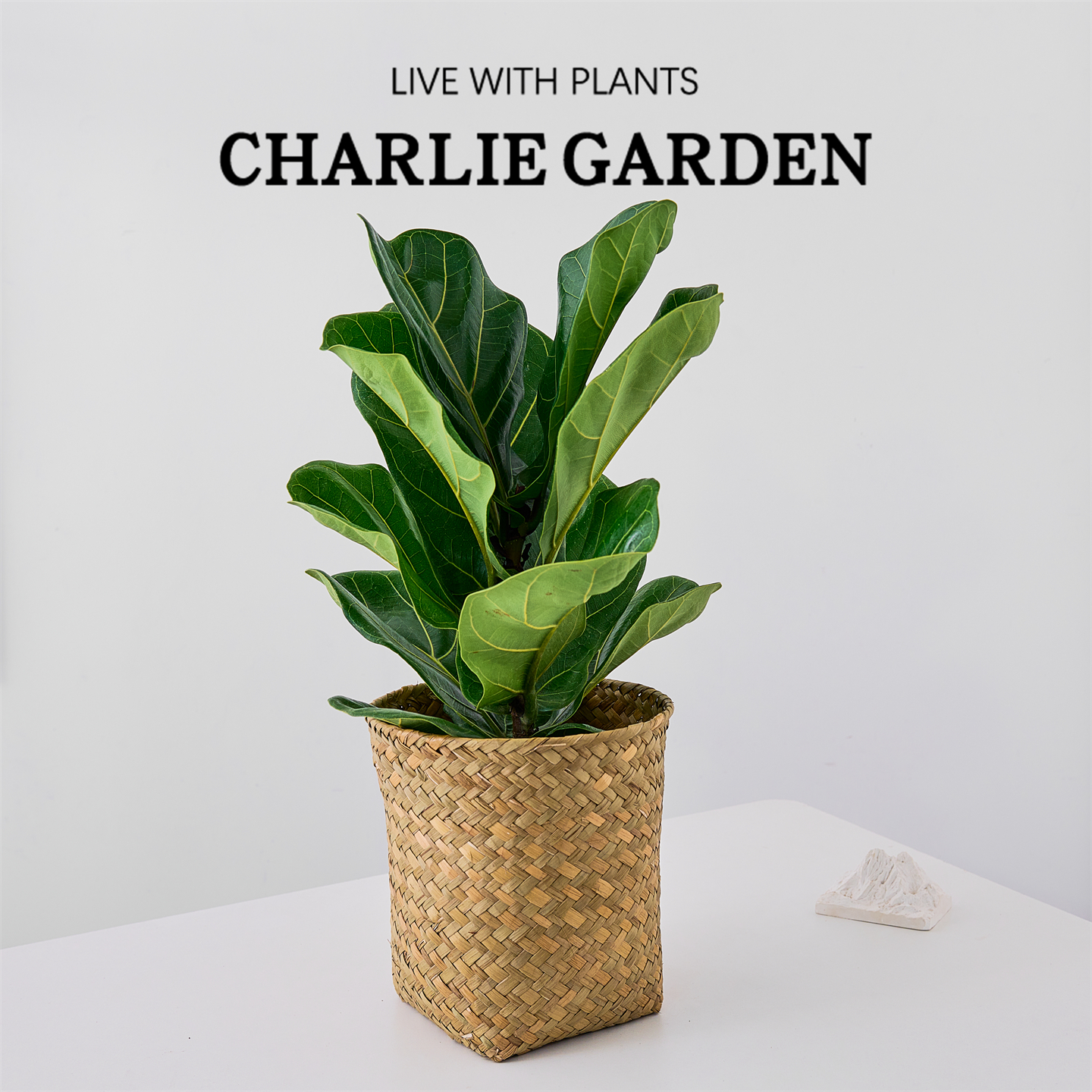 琴叶榕北欧室内软装盆栽绿植