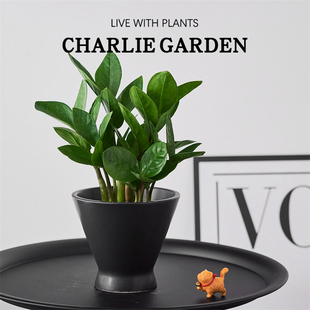 金钱树小盆栽室内客厅办公室桌面绿植招财好养四季发财创意礼品