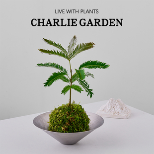 密叶猴耳环含羞树绿植室内好养易活会闭合叶子高级感软装盆栽