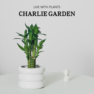 富贵竹室内招财开运解压净化空气