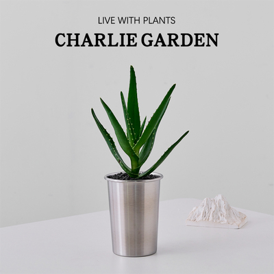 美人芦荟盆栽室内净化空气绿植