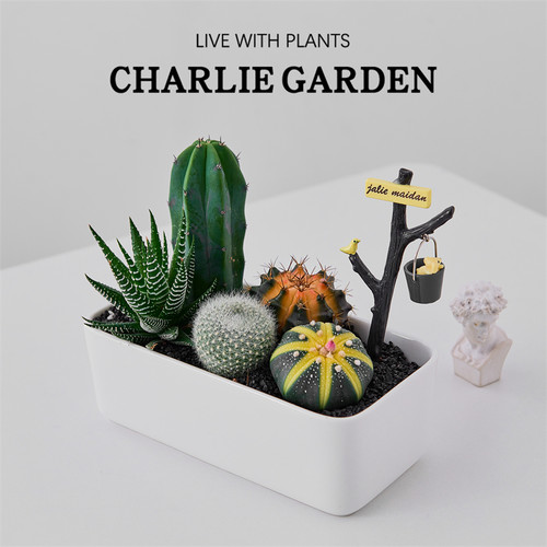 沙漠便当多肉植物组合盆栽