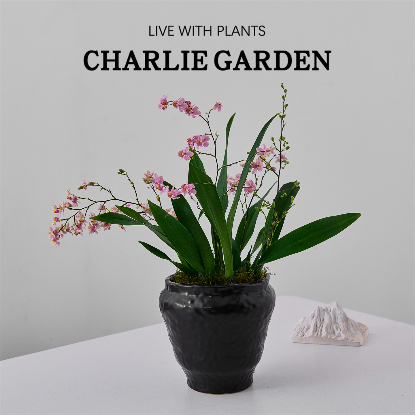 粉色梦香兰跳舞兰盆栽室内绿植含盆易养护桌面装饰年宵花卉送礼