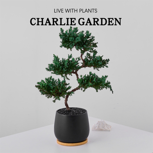 五层塔松办公室内桌面绿植花卉盆栽绿植软装乔迁节日送礼好养解压