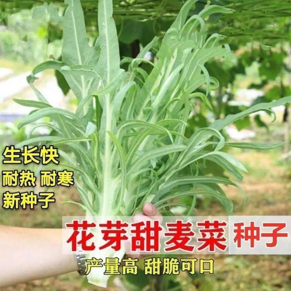 四季花芽甜麦菜种子广东甜麦菜苦麻菜籽青菜春秋季阳台蔬菜种孑籽
