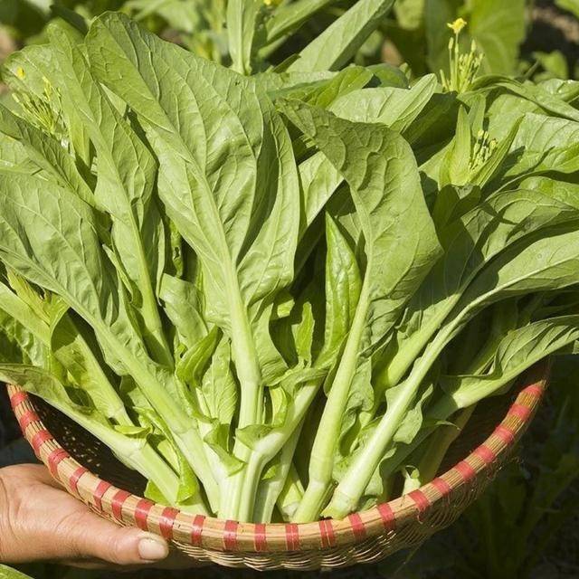早熟甜脆白菜苔种子适合庭院阳台种植四季可种蔬菜种籽