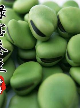 绿GNU种宝蚕豆种子早大罗汉豆种籽春秋冬季播熟耐特寒胡