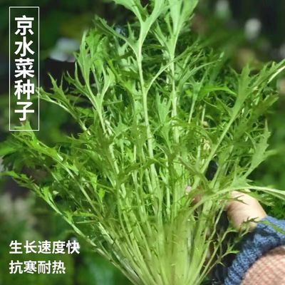 京水菜种子白梗千筋京水菜水晶菜籽菜盆栽紫京水菜种子蔬菜种子