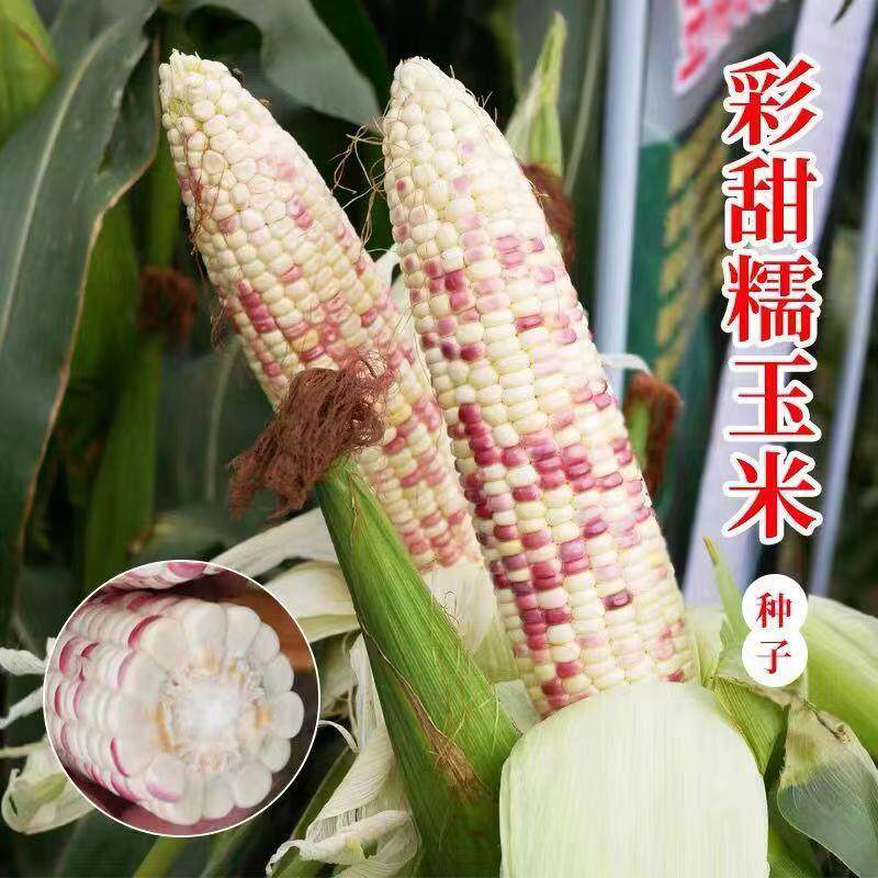 超甜彩糯玉米种子花糯玉米种子五彩云甜糯玉米种籽农家高产四季播