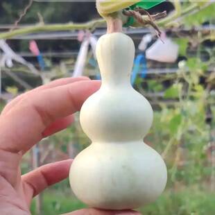 天津嘴手捻文玩小葫芦天然特小草里金葫芦种子籽种种植盆栽