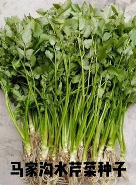 马家沟水芹菜绿色野生蔬菜种子土里捂种孑多年生宿根植物