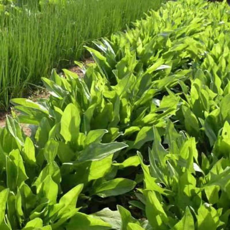 正宗小叶菠菜种孑籽小尖叶本地土菠菜农家菜园盆栽蔬菜种子