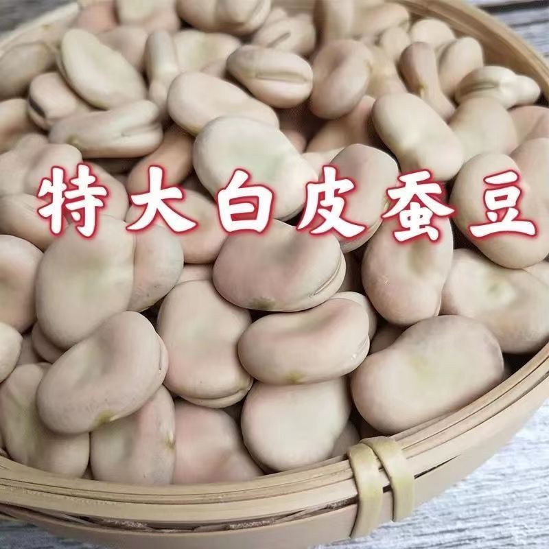 云南特大白蚕豆干货高产生蚕豆干蚕豆胡豆白皮罗汉豆种子