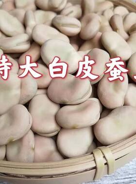 云南大粒白蚕豆干货高产生蚕豆干蚕豆胡豆白皮罗汉豆种子