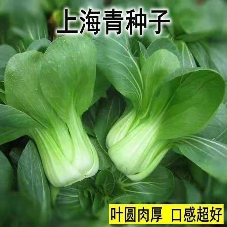 四季上海青种子白菜种籽蔬菜种子青菜小白菜四季易种盆栽蔬菜种子