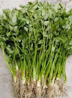 马家沟水菜芹绿色野生蔬种子土里捂HDF种孑多年宿生根植菜物
