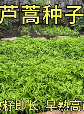 芦蒿种籽 南京特产水蒿柳蒿种子春季夏季四季种植藜蒿蔬菜水蒿茼