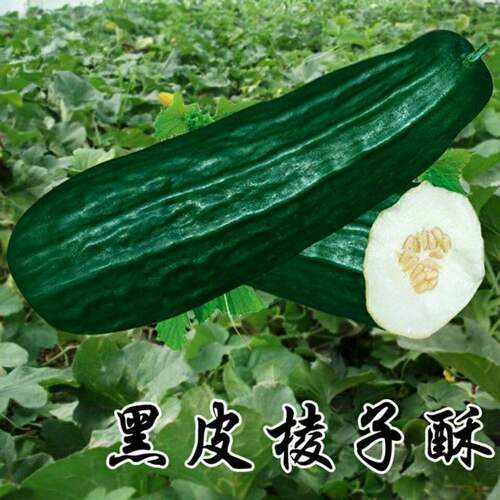 黑皮棱子酥菜瓜甜瓜种籽