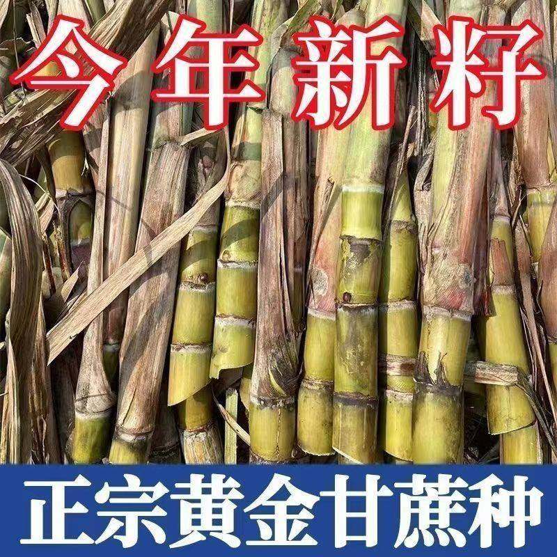 黄皮甘蔗种子高产正宗广西黄金甘蔗种子云南黄皮甘蔗尾巴广西种植