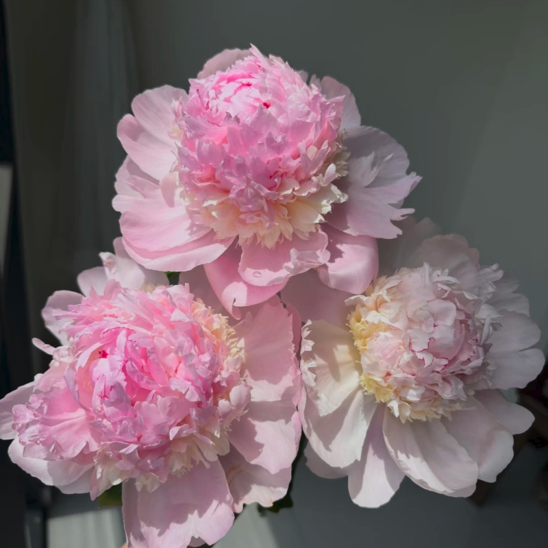天使脸颊进口芍药花苗千层重瓣大花观赏花卉