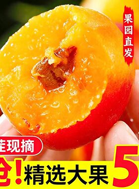 【爆甜】现摘陕西胭脂大红杏新鲜贵妃红杏当季水果甜杏仁产地直发