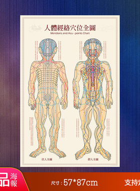 海报针灸模型经络穴位中医全身