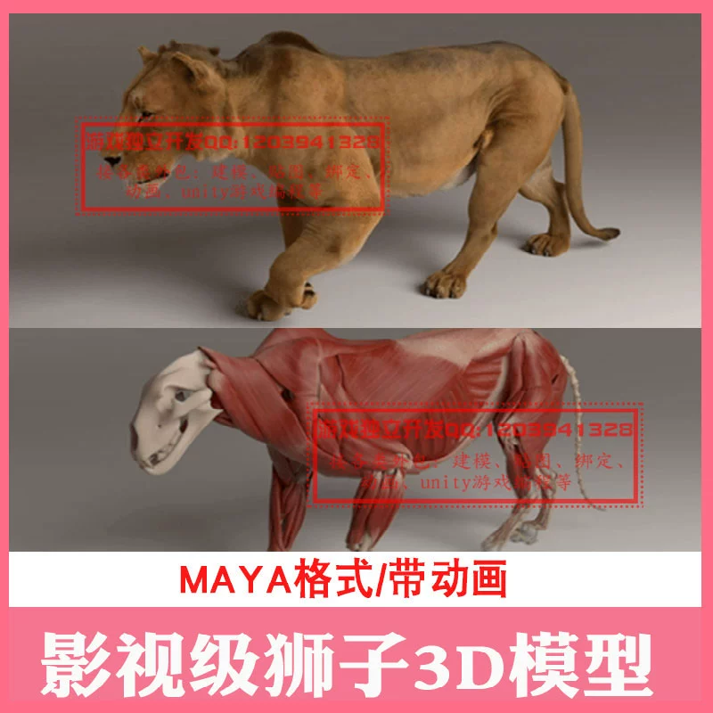 MAYA真实写实院影视级狮子3D模型带骨骼动画动作行走毛发肌肉骨骼