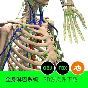 人体全身淋巴系统骨架医学解剖素材3D模型建模素材blender三维532