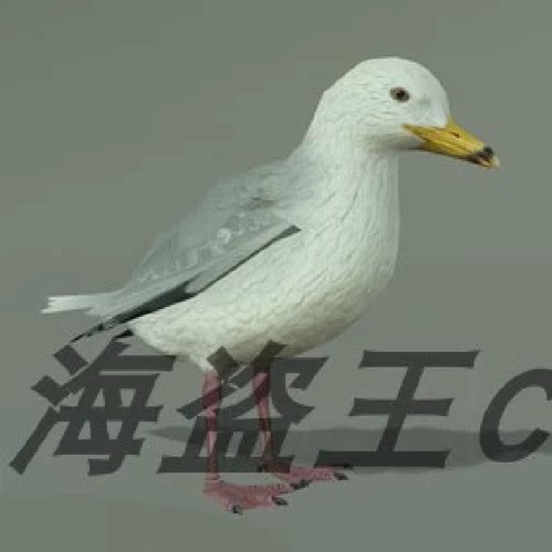 SEAGULL 海鸥鸟类模型带动画 虚幻5 UE4