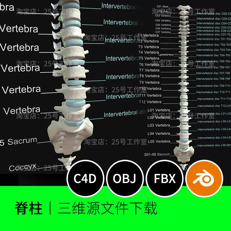 脊柱脊椎骨骼骨头解剖医学3D模型blender建模C4D素材OBJ文件1730