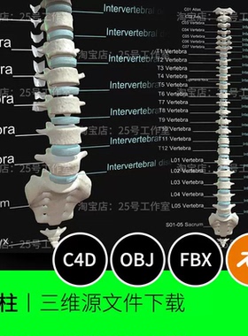 脊柱脊椎骨骼骨头解剖医学3D模型blender建模C4D素材OBJ文件1730