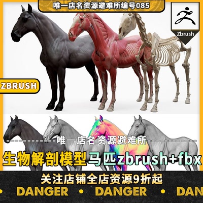 马匹肌肉骨骼解剖建模zbrush模型生物影视教学动物a站artstation