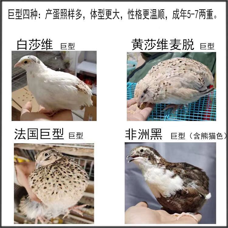 巨型白沙维鹌鹑种蛋熊猫沙维鹌鹑受精蛋可孵化黄沙法巨非洲黑种蛋