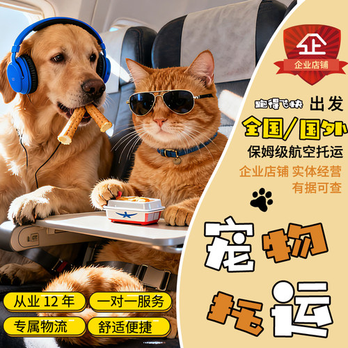 宠物托运猫咪狗随机单独空运客舱