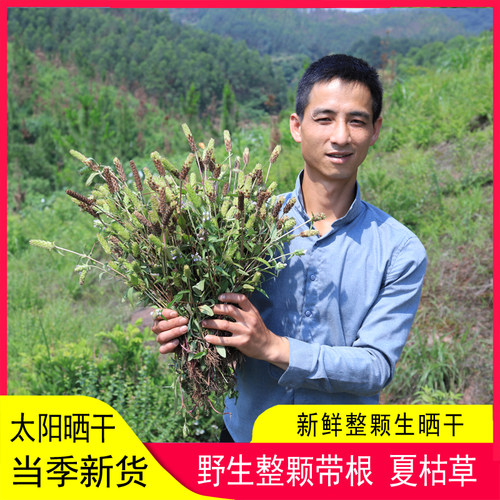 夏枯草新鲜生晒无硫整颗带根新货