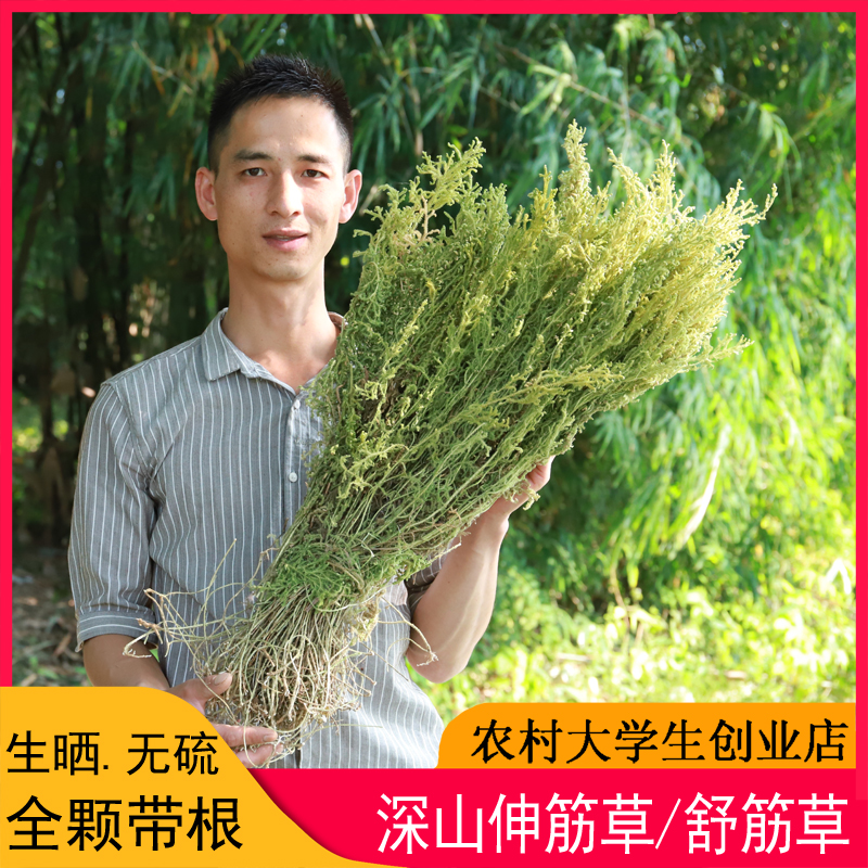 深山伸筋草500g全颗带根小伸筋草