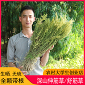 深山伸筋草500g新鲜生晒全颗带根小伸筋草抽筋草狮子尾舒筋草干货