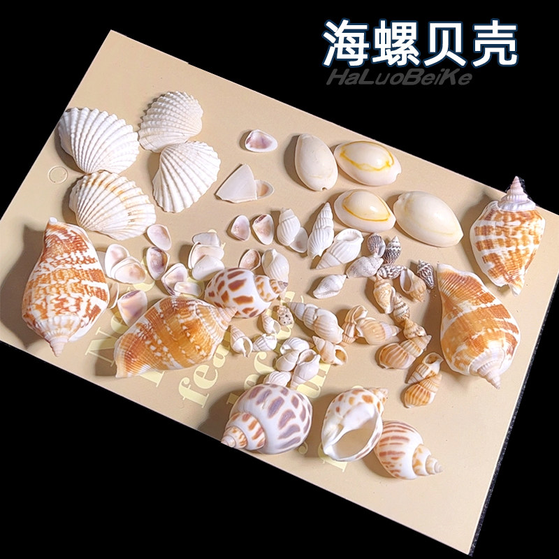 天然贝壳海螺东风螺水晶滴胶手工DIY饰品材料手作珠填充材料流麻