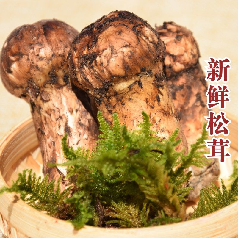 2019野生新鲜松茸云南香格里拉新鲜松茸菌蘑菇菌子7-9cm 500g|msdalam kategori daging perikanan/Buah-buahan segar dan sayur-sayuran/dimasak, sayur-sayuran segar/Vegetable Products, cendawan segar - dari Buy2taobao.com untuk memberikan perkhidmatan ejen Taobao profesional membeli