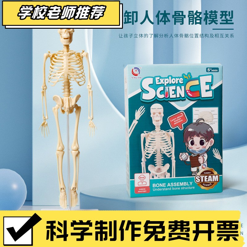人体骨骼模型结构套装科教中小学生DIY组装儿童益智玩具拼装CX04