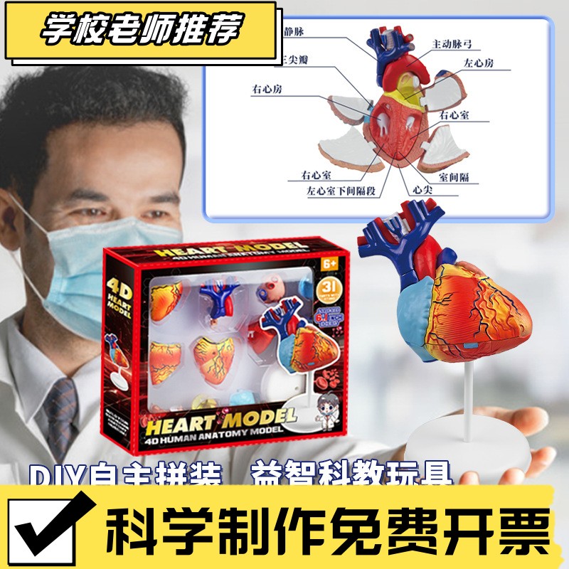 人体心脏解剖模型器官结构中小学生教学教具儿童益智科教玩具CX68
