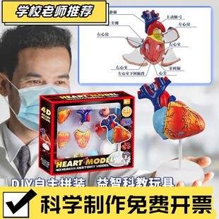 人体心脏解剖模型器官结构中小学生教学教具儿童益智科教玩具CX68