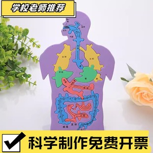 科技小制作发明手工DIY人体消化系统内脏拼图EVA模型益智科学CX25