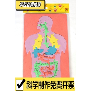 科技小制作发明手工DIY人体消化系统内脏拼图EVA模型益智科学CX27