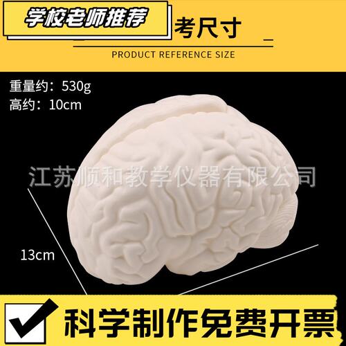 状元教育|脑解剖模型J3307型小学初高中大脑模型脑部构造关系解剖