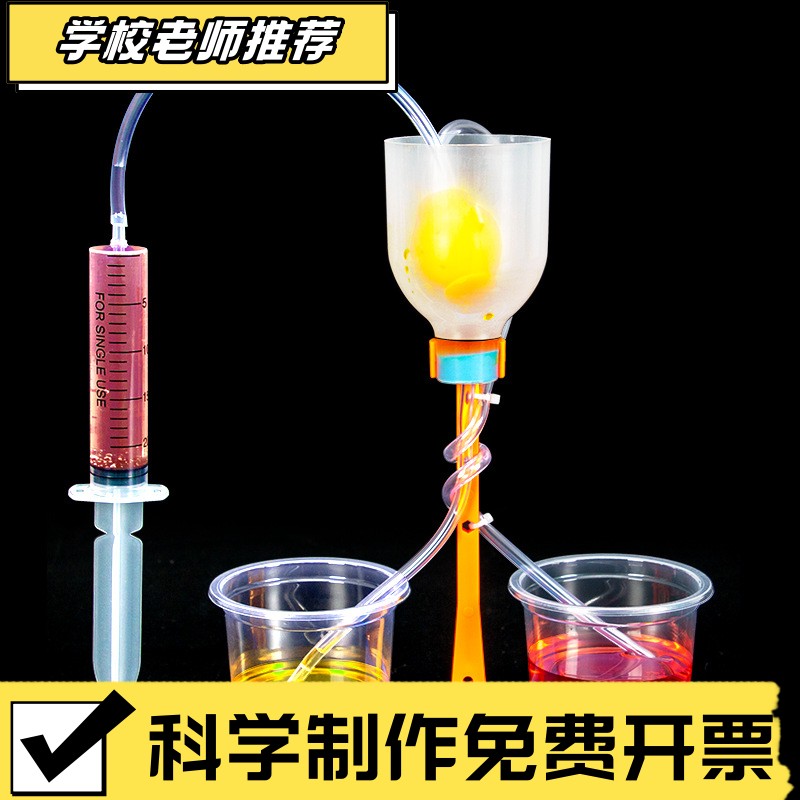 科学小实验diy肾单位模型肾过滤科技小制作初中模拟尿液形成CX36