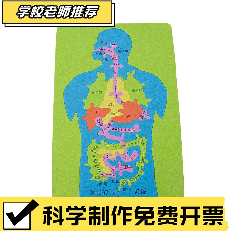 手工DIY人体消化系统内脏拼图EVA模型益智科学实验科技小制作hn56