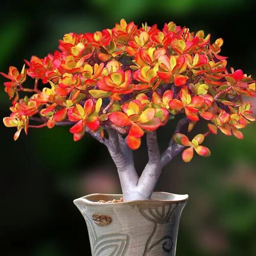 姬红花月红叶玉树老桩多肉植物盆