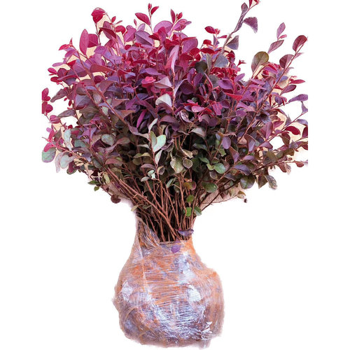 红花继木苗四季红叶植物室外别墅