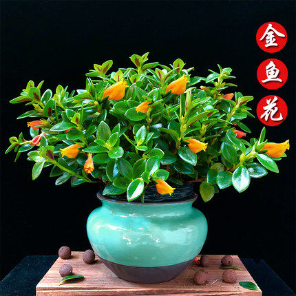 金鱼花吊兰盆栽四季观花易活金鱼草阳台精品绿植净化空气吸甲醛